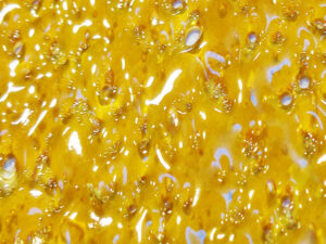 Amnesia Haze Shatter Sweet Earthy Weed Marijuana Bud Terpenes