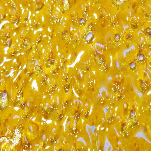 Amnesia Haze Shatter Sweet Earthy Weed Marijuana Bud Terpenes